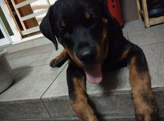 Rottweiler Puppy - Rottweiler Dog