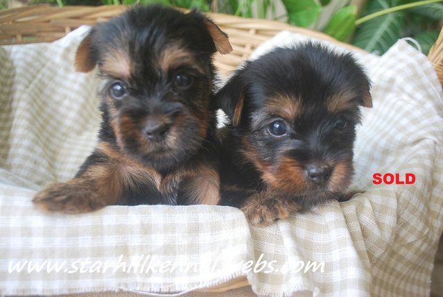  Silkyterrier Puppy With Mka - Silky Terrier Dog