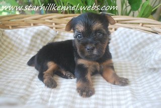  Silkyterrier Puppy With Mka - Silky Terrier Dog