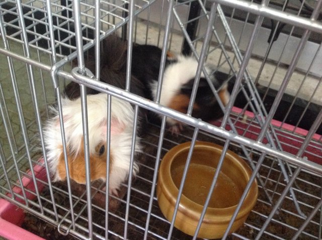 Guinea Pigs - Guinea Pig Small & Furry