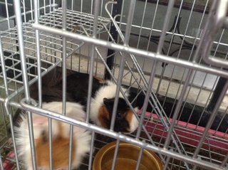 Guinea Pigs - Guinea Pig Small & Furry