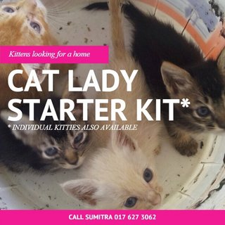 4 Little Kitties - Domestic Short Hair Cat