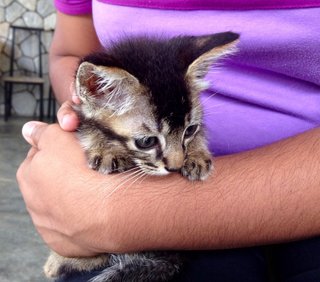 Dapper dark brown baby adopted!