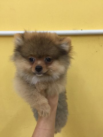 American Pomeranian With Mka - Pomeranian Dog