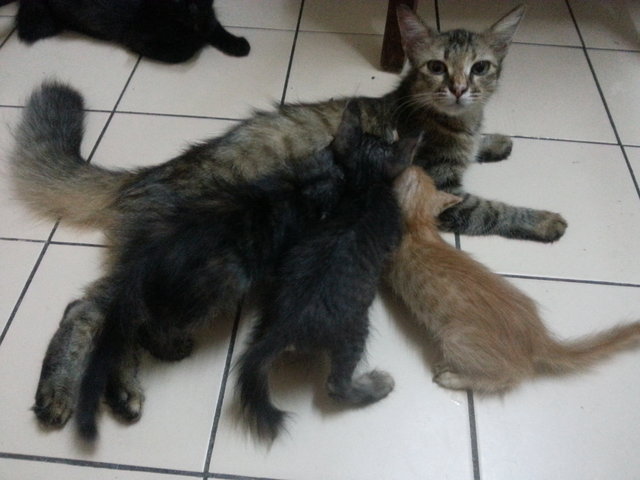 Kiky And Kittens - Domestic Medium Hair Cat