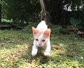 Hovercat