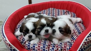 Home Shih Tzu For Booking - Shih Tzu Dog