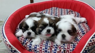 Home Shih Tzu For Booking - Shih Tzu Dog