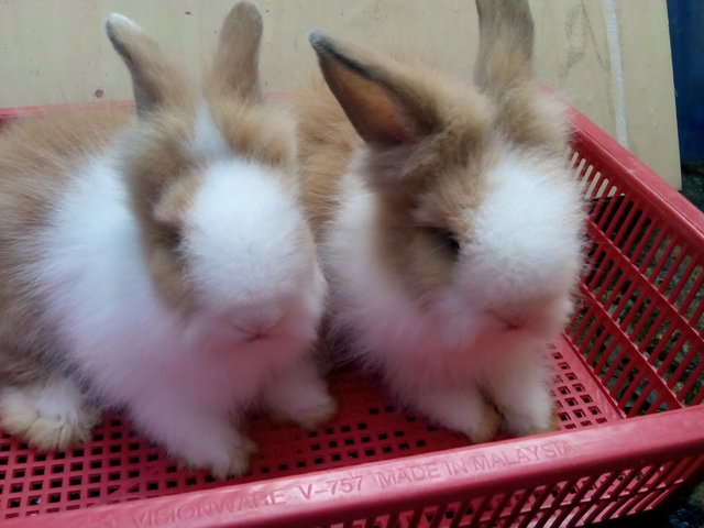 Babyteddybear - Lionhead + Angora Rabbit Rabbit