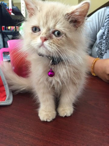 Semi Ff - Persian Cat