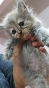 Mixed Kitten 2 - Persian Cat