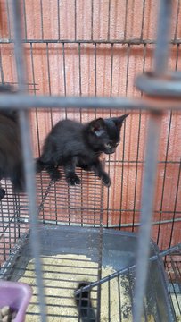 Black Kitten 1 - Persian + Domestic Long Hair Cat