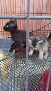 Black Kitten 1 - Persian + Domestic Long Hair Cat