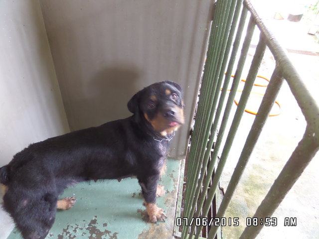 Nui Nui - Rottweiler Dog