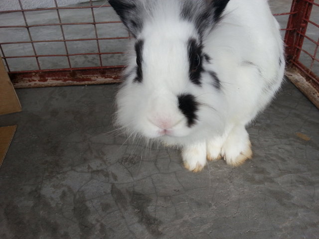 Snuffles Toffee - Angora Rabbit Rabbit