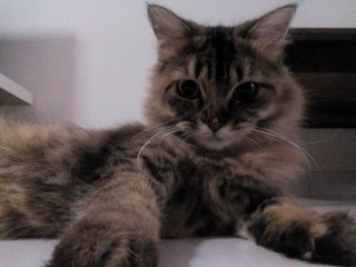 Lola - Maine Coon + Persian Cat