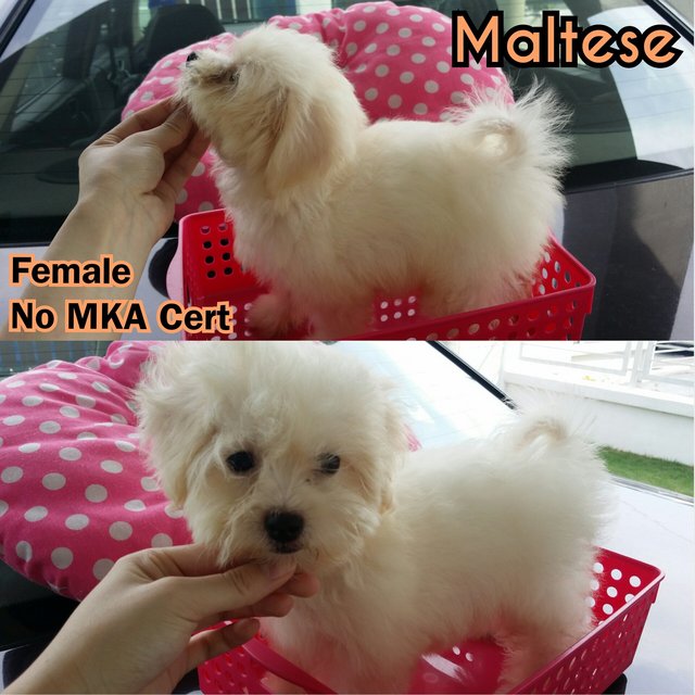 Maltese - Maltese Dog