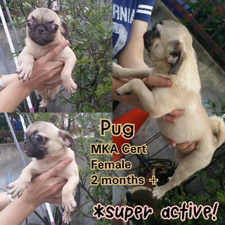 Mka Pug - Pug Dog