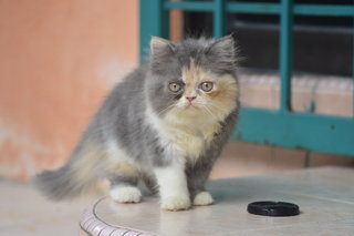 Mimi - Persian Cat