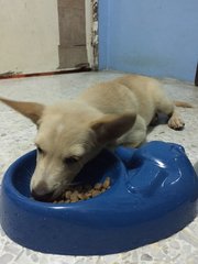 My 1st bowl of kibbles 😋