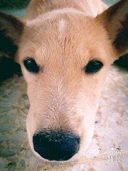 Smoky - Mixed Breed Dog