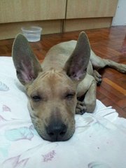 Jumborine - Mixed Breed Dog