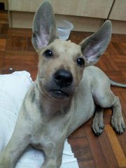 Jumborine - Mixed Breed Dog