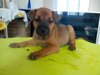 * To Be Named * - Mixed Breed Dog