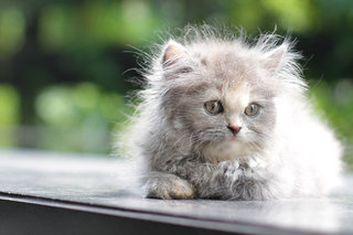 Chacha - Persian Cat