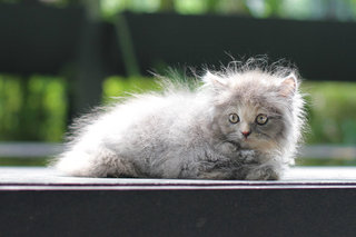 Chacha - Persian Cat