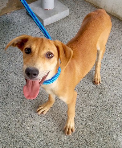 Goldie - Rhodesian Ridgeback Mix Dog