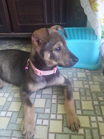 Paddy - Mixed Breed Dog