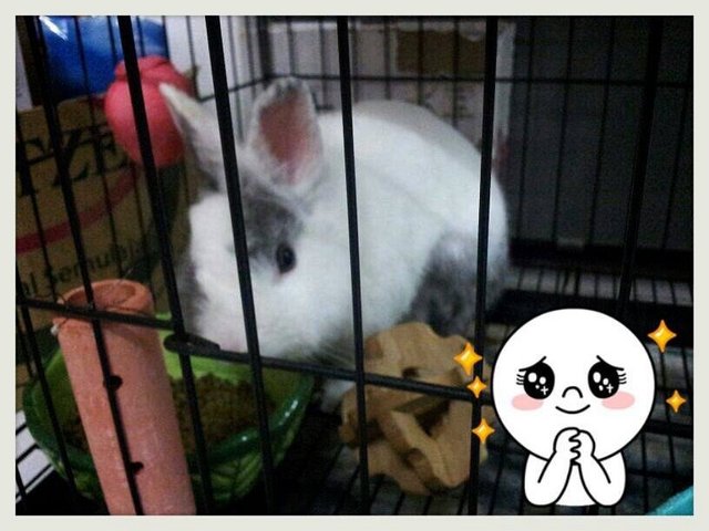 Man Tou - Lionhead Rabbit