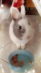 Man Tou - Lionhead Rabbit