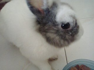 Man Tou - Lionhead Rabbit