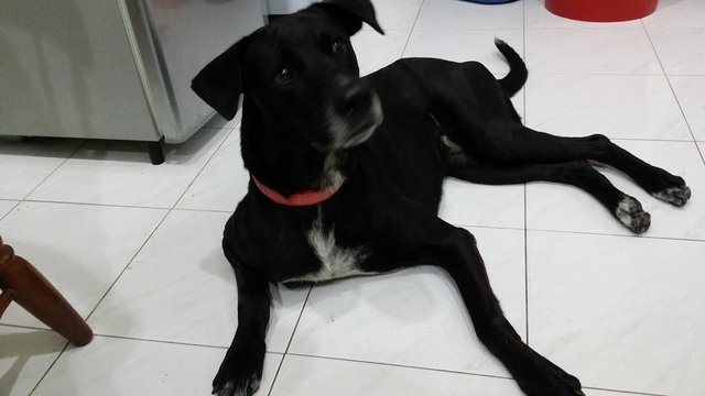 Black Dalmadore(Toby) - Dalmatian + Labrador Retriever Dog