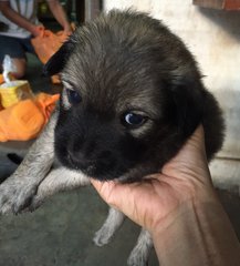 The  5 Pups - Mixed Breed Dog