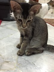 Kittens - Domestic Short Hair Cat