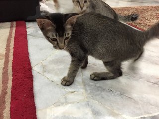 Kittens - Domestic Short Hair Cat