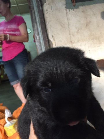 Small Black - Mixed Breed Dog