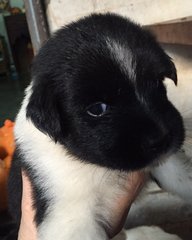 Small Black - Mixed Breed Dog