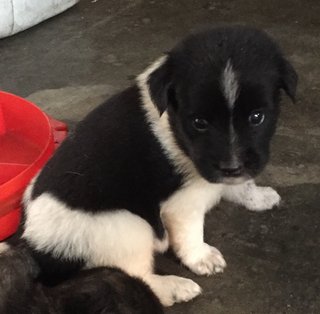 Small Black - Mixed Breed Dog