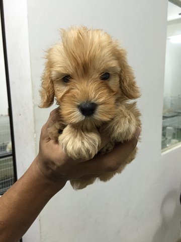 Poodle In Brown Color - Poodle Dog