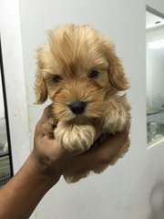 Poodle In Brown Color - Poodle Dog