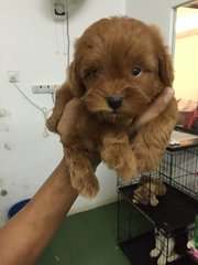 Poodle In Brown Color - Poodle Dog