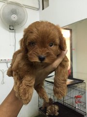 Poodle In Brown Color - Poodle Dog