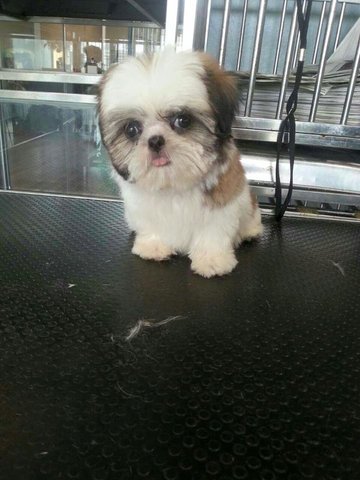 Shih Tzu - Cute And Tiny Size - Shih Tzu Dog