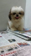 Shih Tzu - Cute And Tiny Size - Shih Tzu Dog