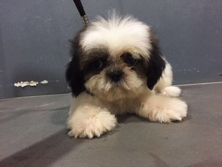 Shih Tzu - Cute And Tiny Size - Shih Tzu Dog