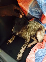 German Shorthair Pointer Mix - German Shorthaired Pointer Dog